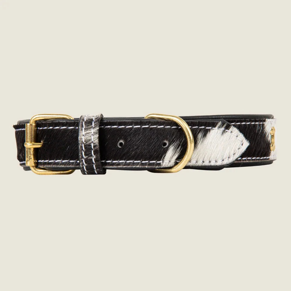 Stylish black and white hair-on leather dog collar with gold-tone accents and adjustable fit.