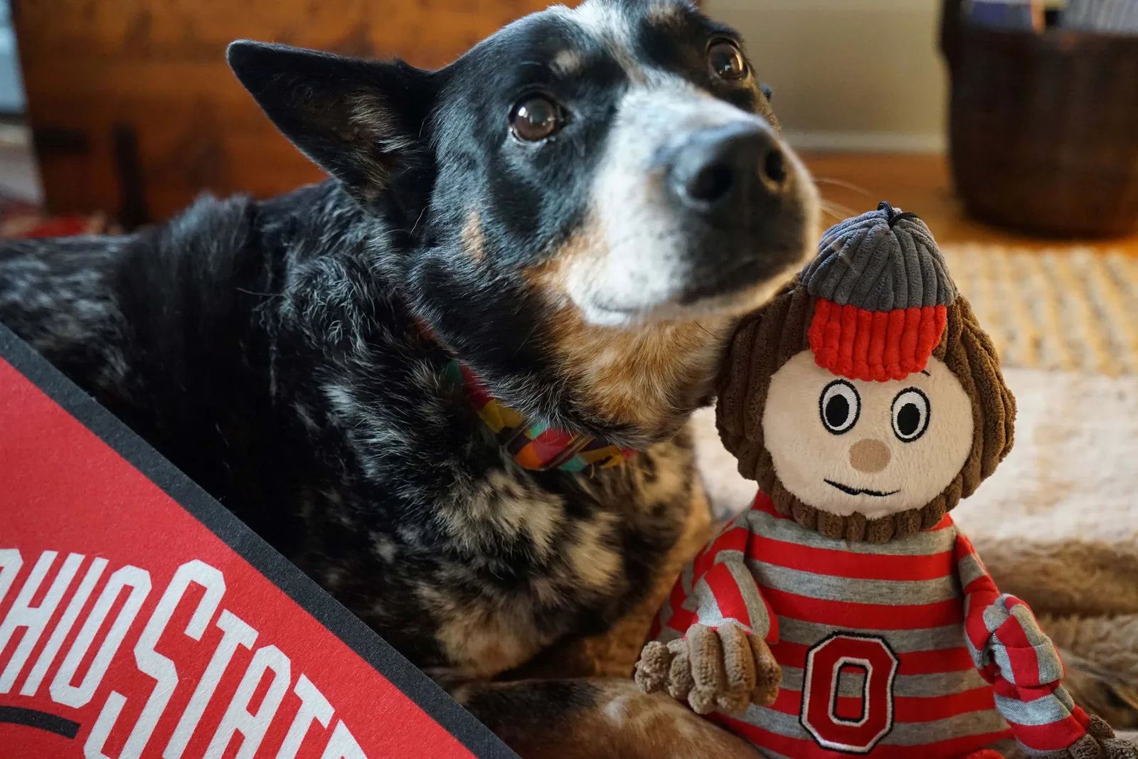 Black and tan dog beside a red and gray plush Brutus the Buckeye toy with knotted limbs and a striped sweater.