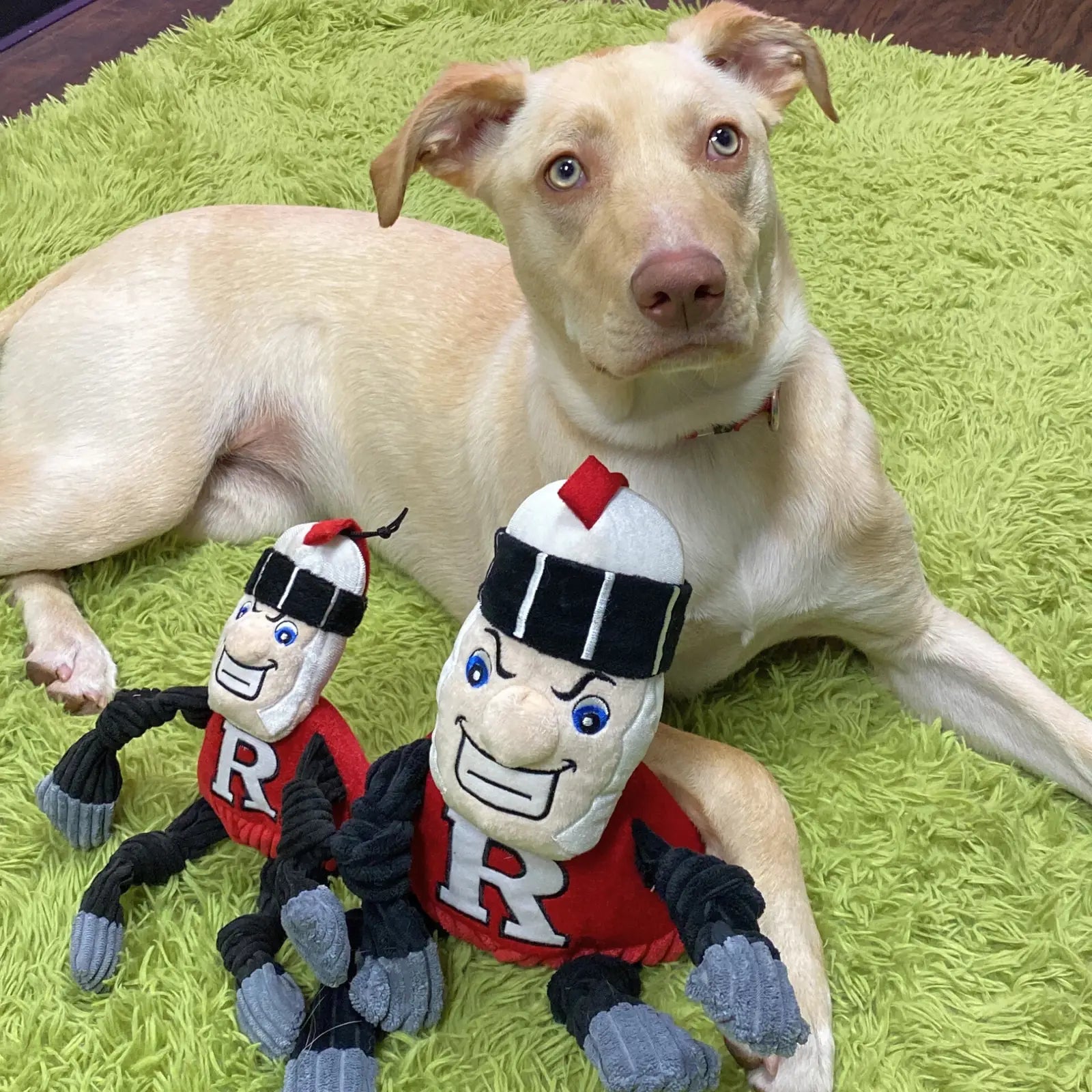 Tan dog lying on green rug next to two Rutgers Scarlet Knight Knottie plush toys, featuring knotted limbs and five squeakers.