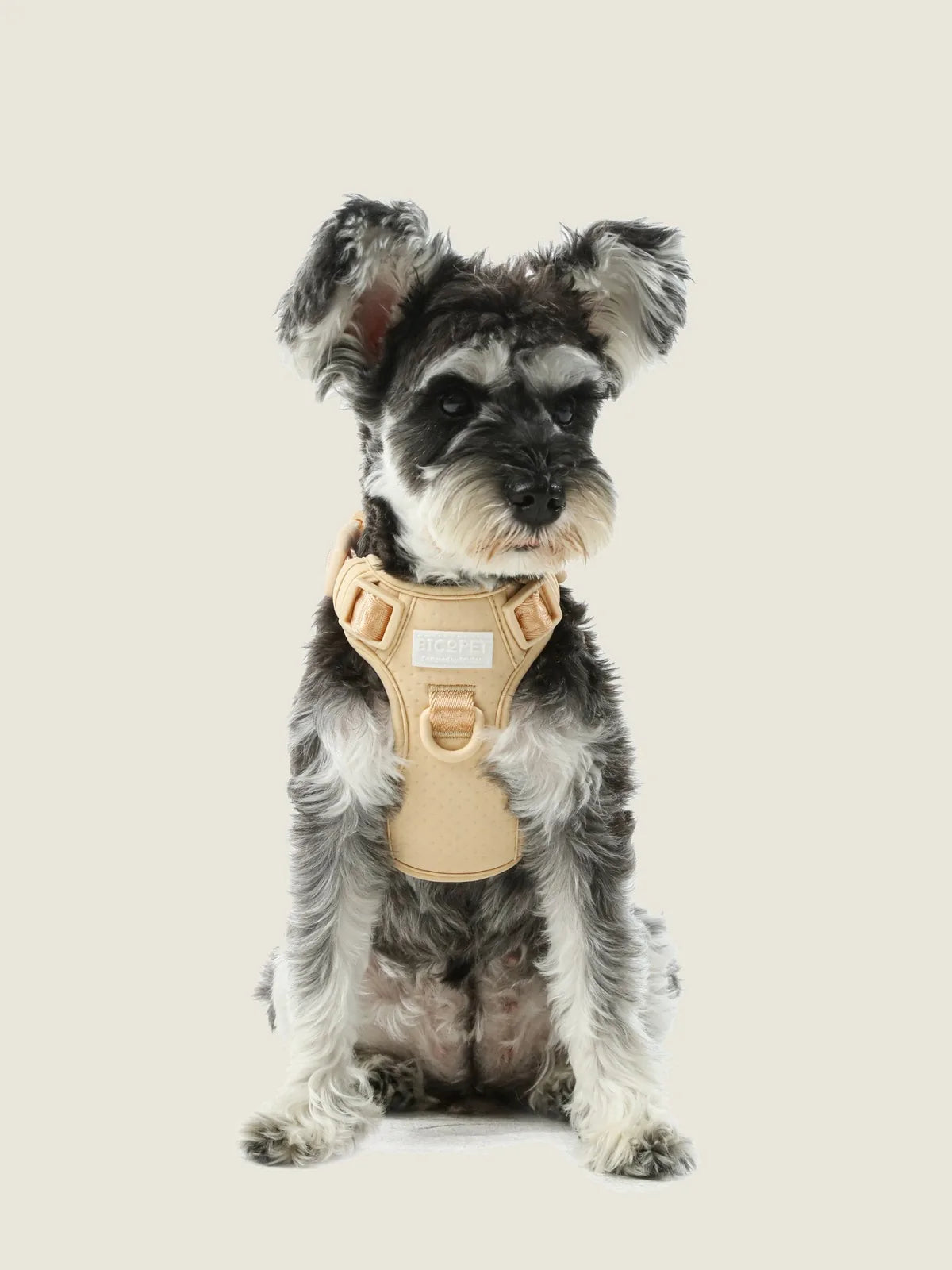 Apricot no-pull dog harness on a seated black and white dog, showcasing a comfortable fit and durable design.