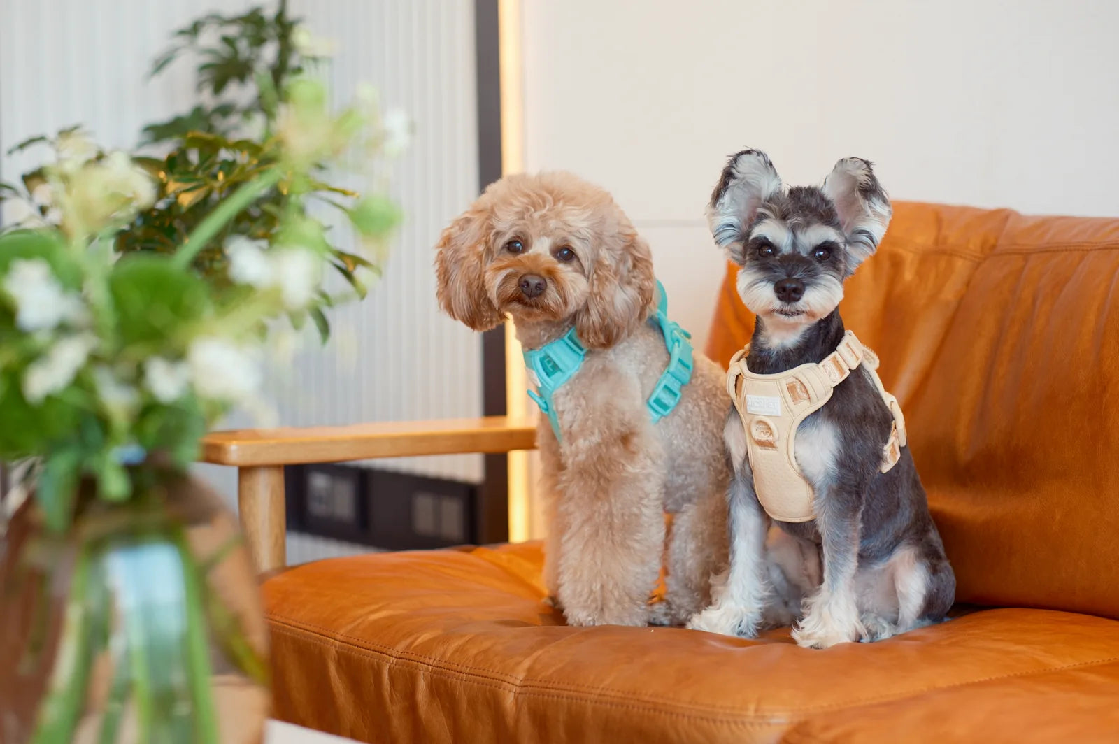 Apricot dog harness on a schnauzer beside a poodle, both seated on a brown leather couch, surrounded by plants.