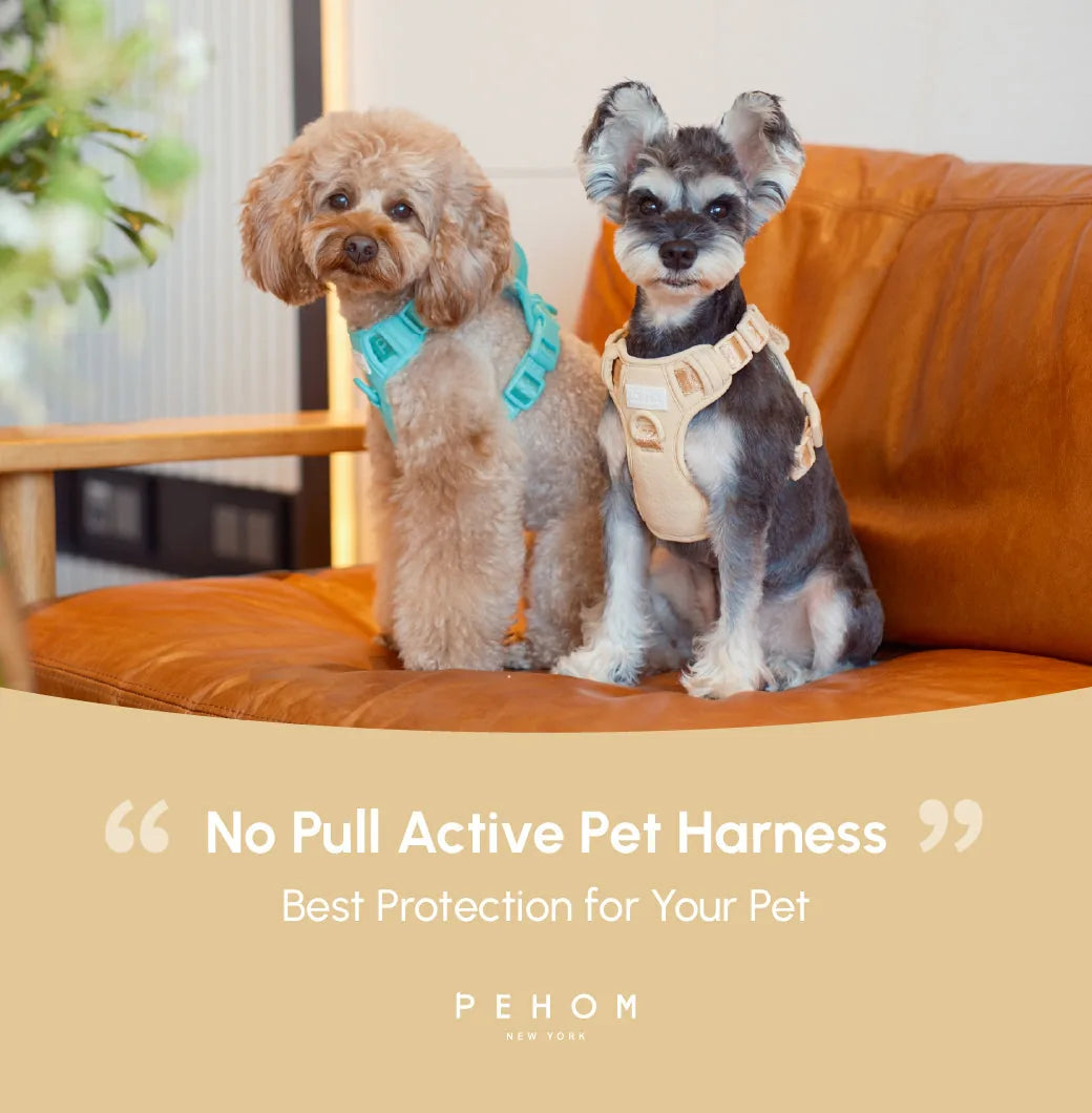Two dogs sit on a leather couch, one wearing an apricot no-pull harness and the other a teal harness.