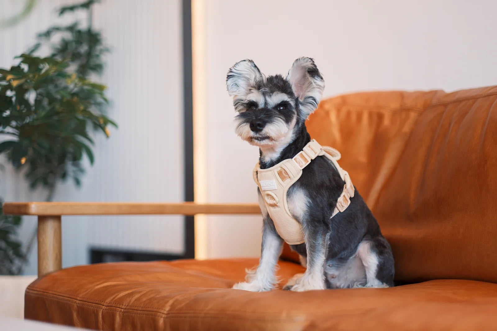 Apricot no-pull dog harness on a gray dog sitting comfortably on a brown leather couch.