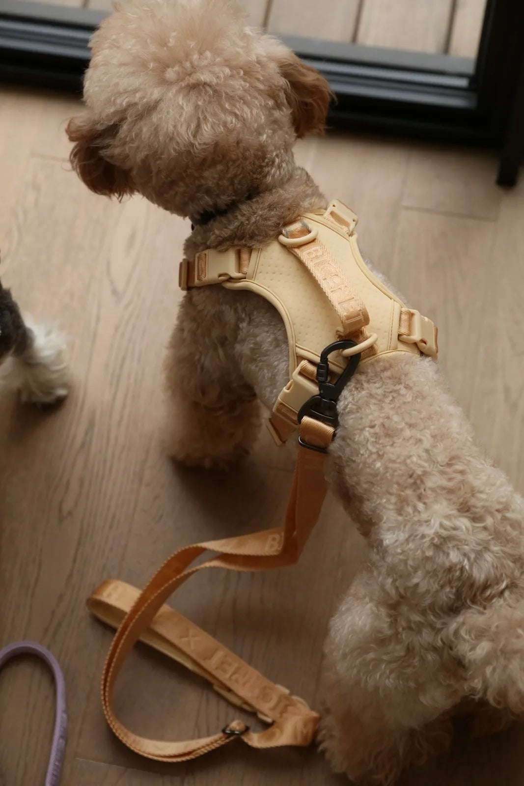 Apricot dog harness with adjustable straps and dual buckle design, featuring a secure handle for added control during walks.
