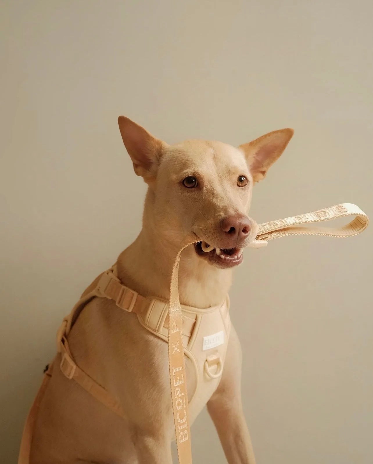 Apricot no-pull pet harness on a dog, featuring a dual buckle design and a leash in its mouth.