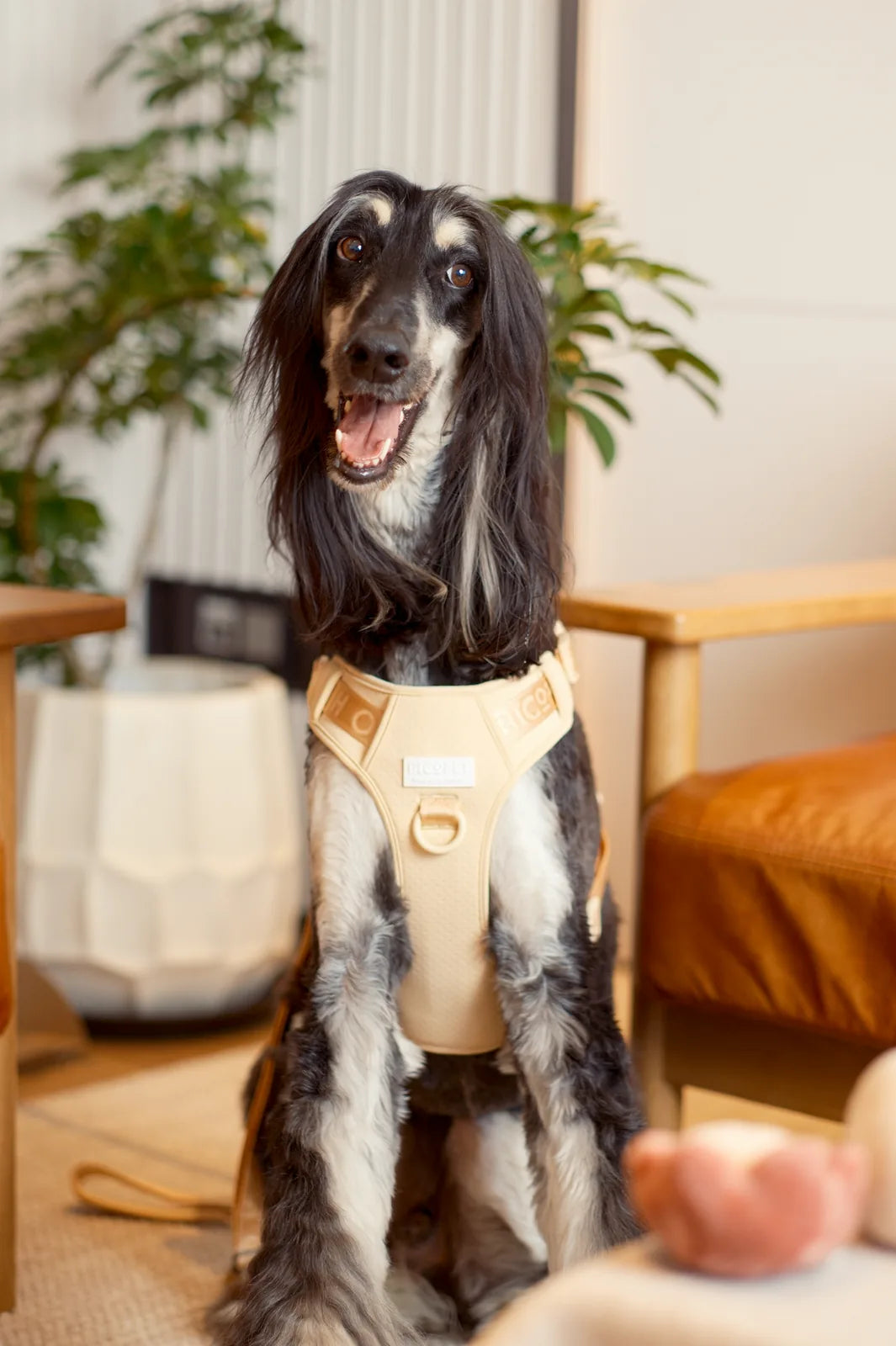 Apricot no-pull dog harness on a friendly dog, showcasing adjustable fit and breathable material in a cozy setting.