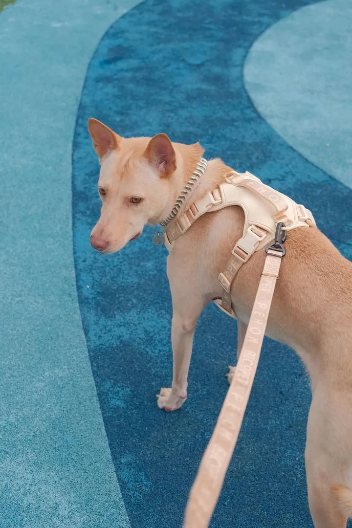 Apricot dog harness on a tan dog, featuring a leash, positioned on a textured blue surface.