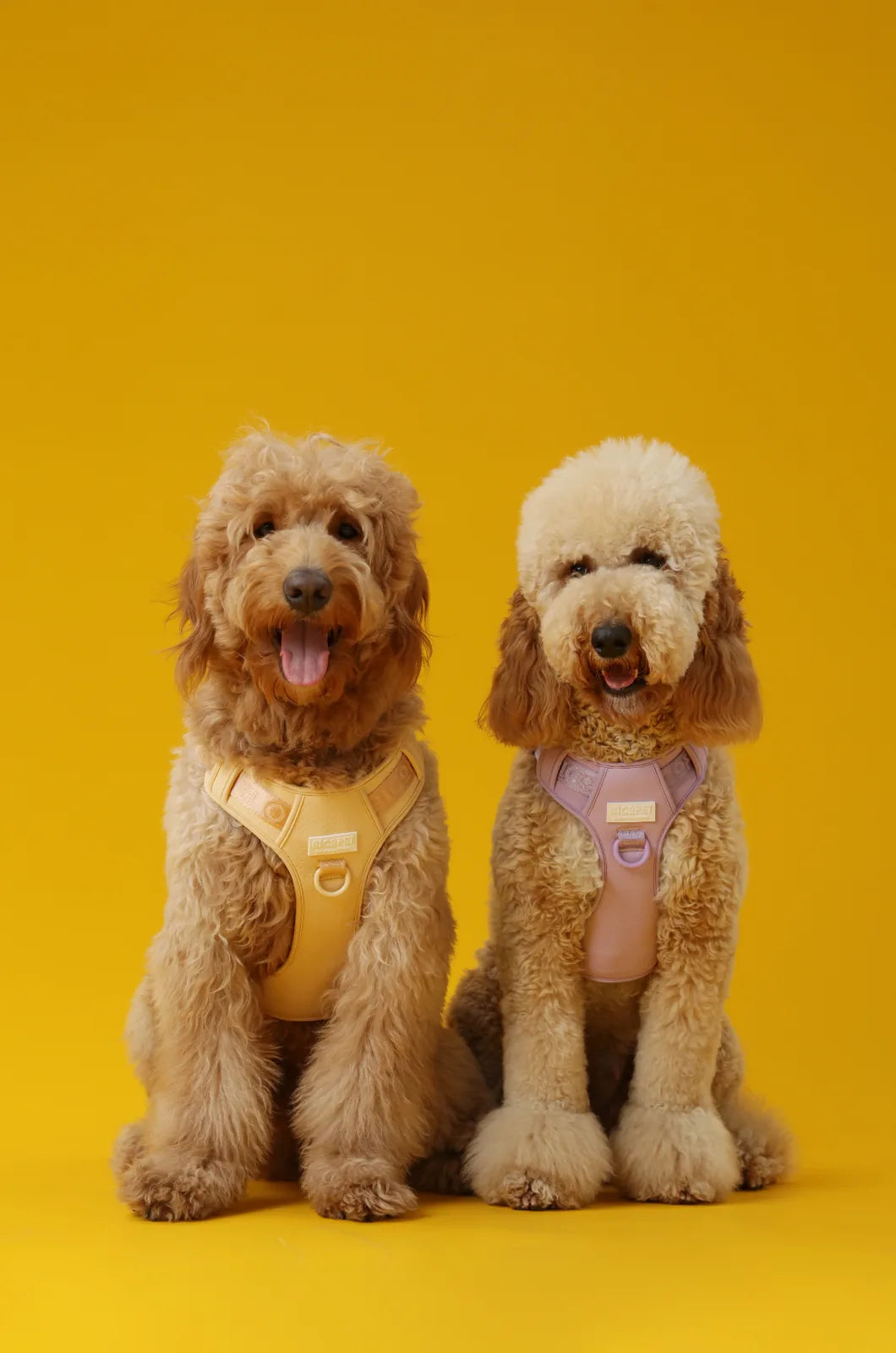 Two fluffy dogs wearing apricot and light lavender harnesses sit against a vibrant yellow background.