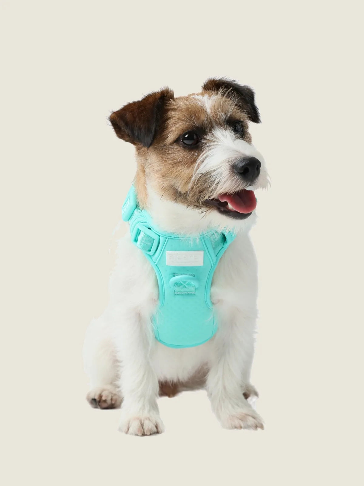 Mint green no-pull pet harness on a small dog, featuring durable buckles and a comfortable, adjustable design.