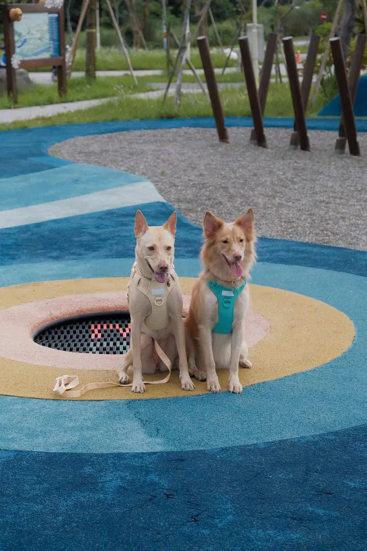 Two dogs sit on a colorful playground surface, one wearing a mint green harness and the other in a light tan one.