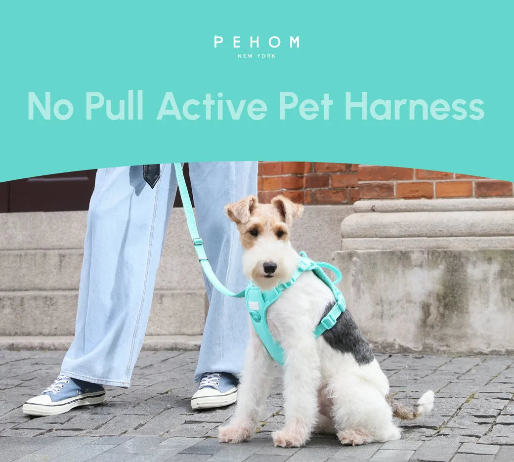 Mint green no-pull dog harness on a furry terrier, featuring a matching leash and a stylish walking outfit.