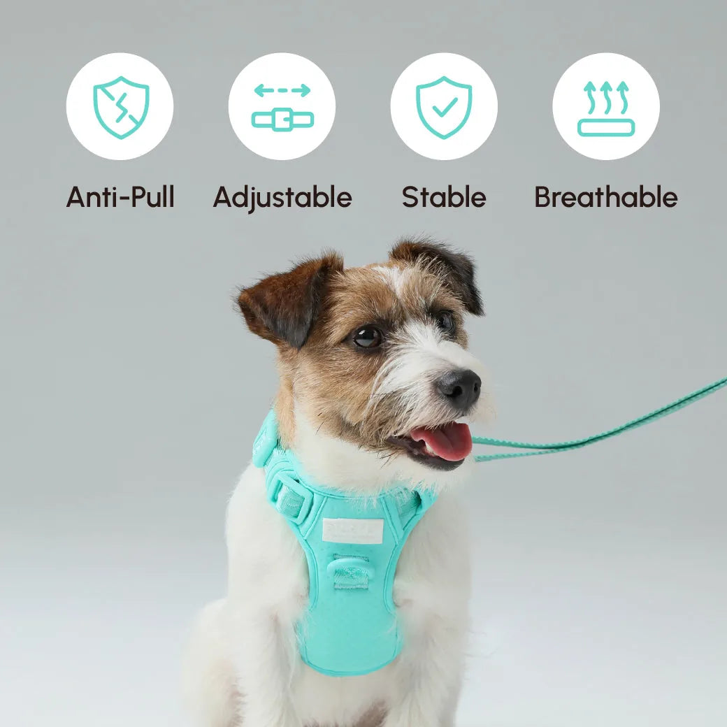 Mint green no-pull harness on a small dog, featuring anti-pull design, adjustable fit, and breathable material.