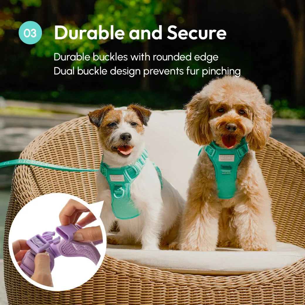 Mint green no pull dog harness on two dogs, showcasing durable rounded edge buckles in a sunny outdoor setting.