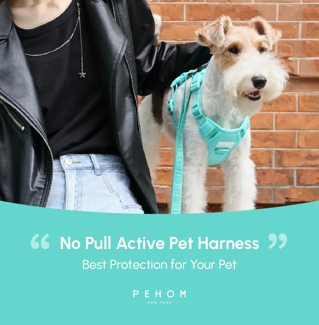 Mint green no pull active dog harness worn by a dog, with a person in a black jacket beside it.