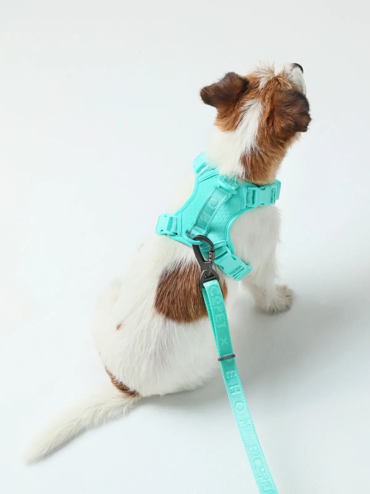Mint green no-pull harness on a small dog, featuring a reinforced handle and matching strap for comfortable walks.