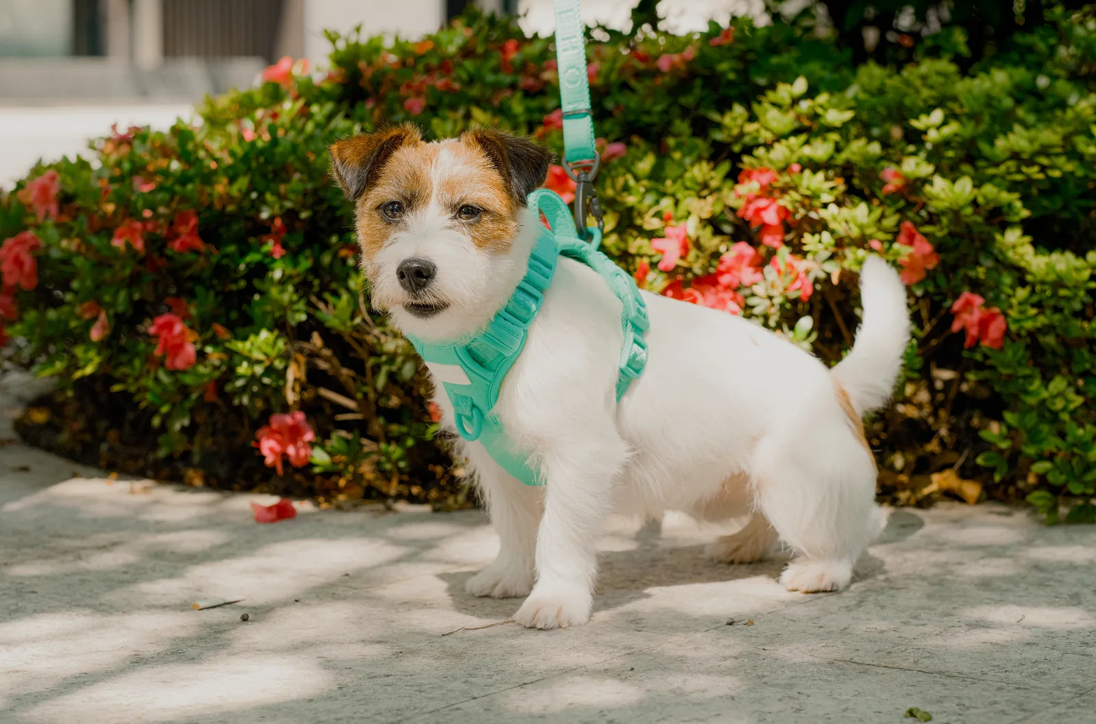 Mint green no-pull dog harness on a small dog standing among vibrant flowers, showcasing its adjustable design.