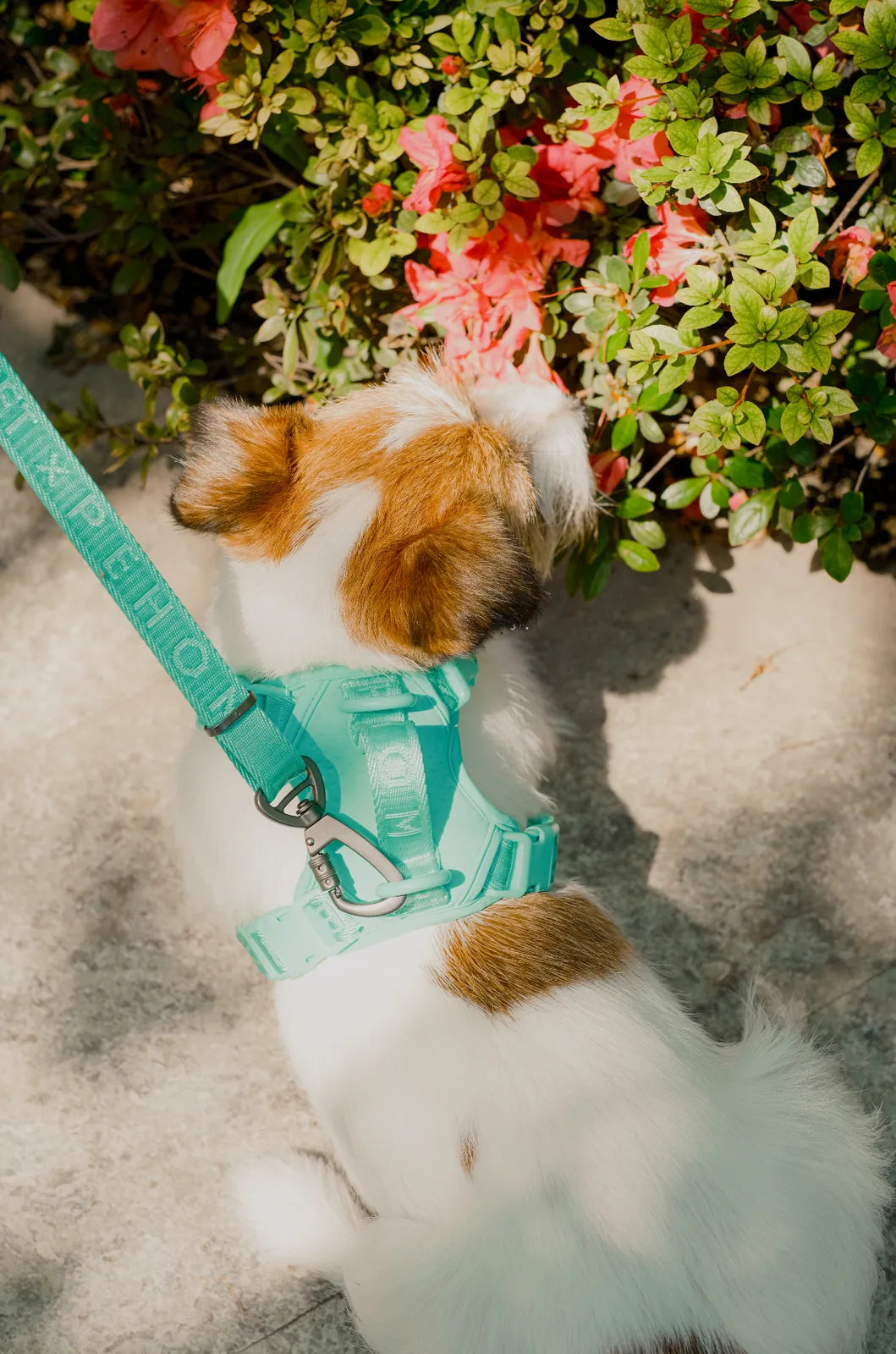 Mint green no-pull dog harness on a small dog exploring flowers, featuring a dual buckle design and reinforced handle.