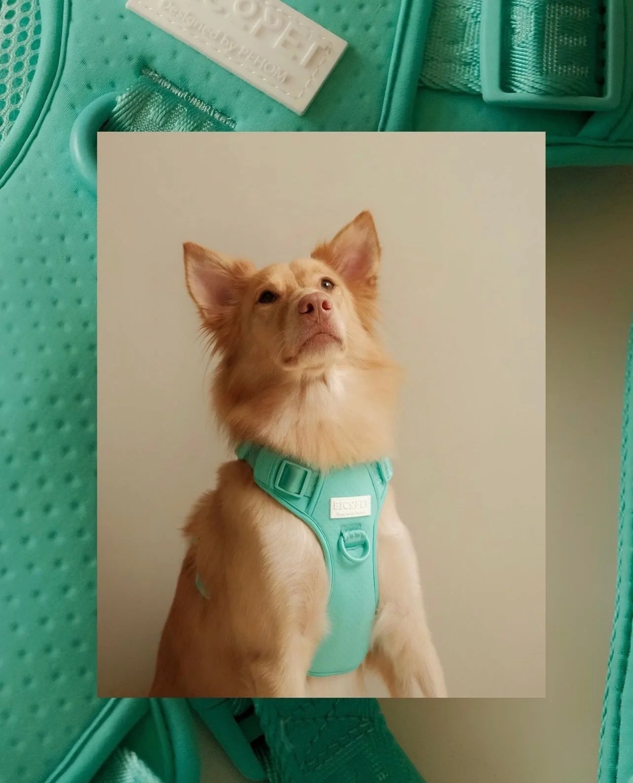 Mint green dog harness on a golden retriever, featuring adjustable straps and a comfortable fit, ideal for walks.