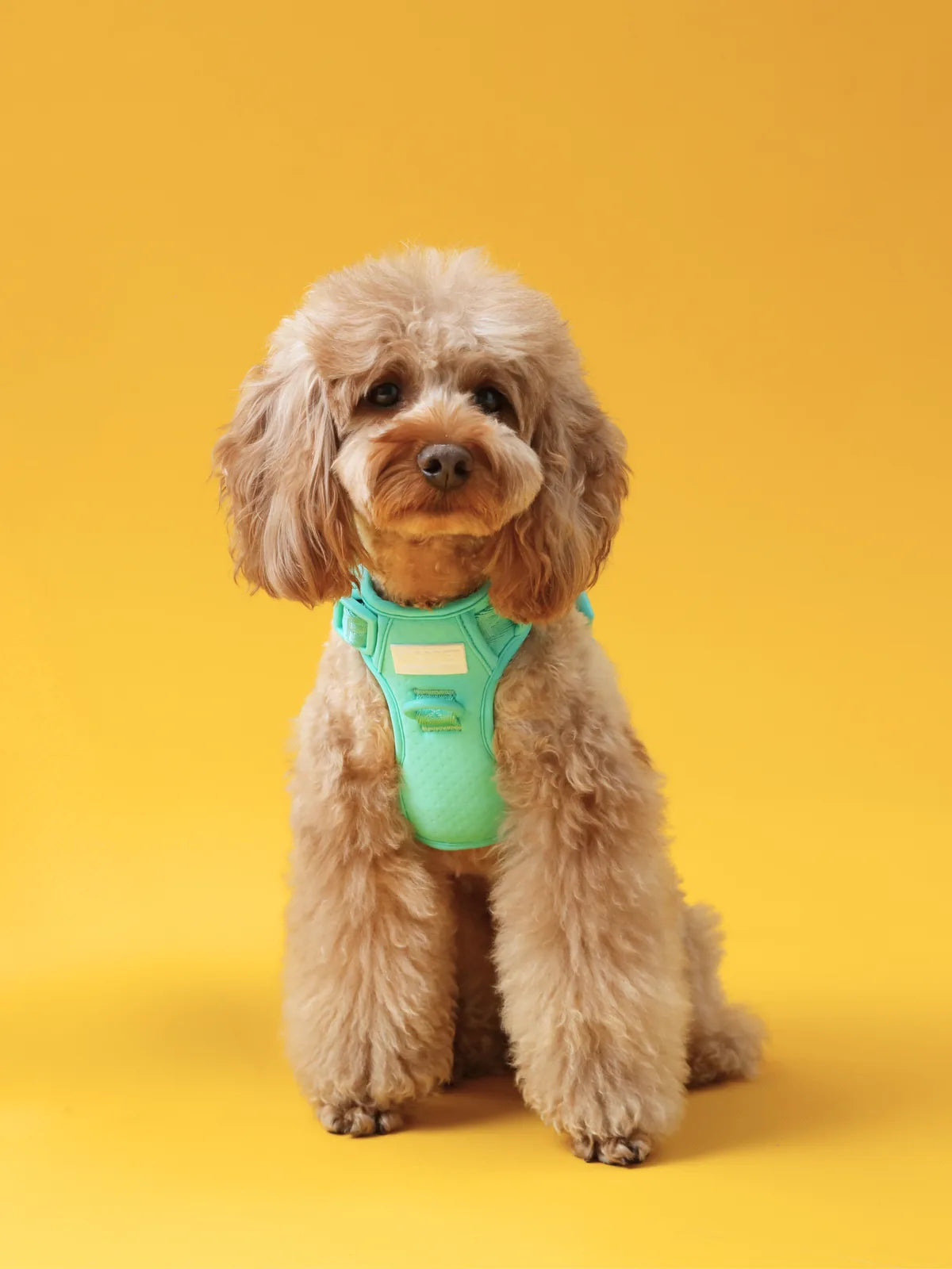 Mint green no-pull dog harness on a fluffy brown dog, set against a bright yellow background.