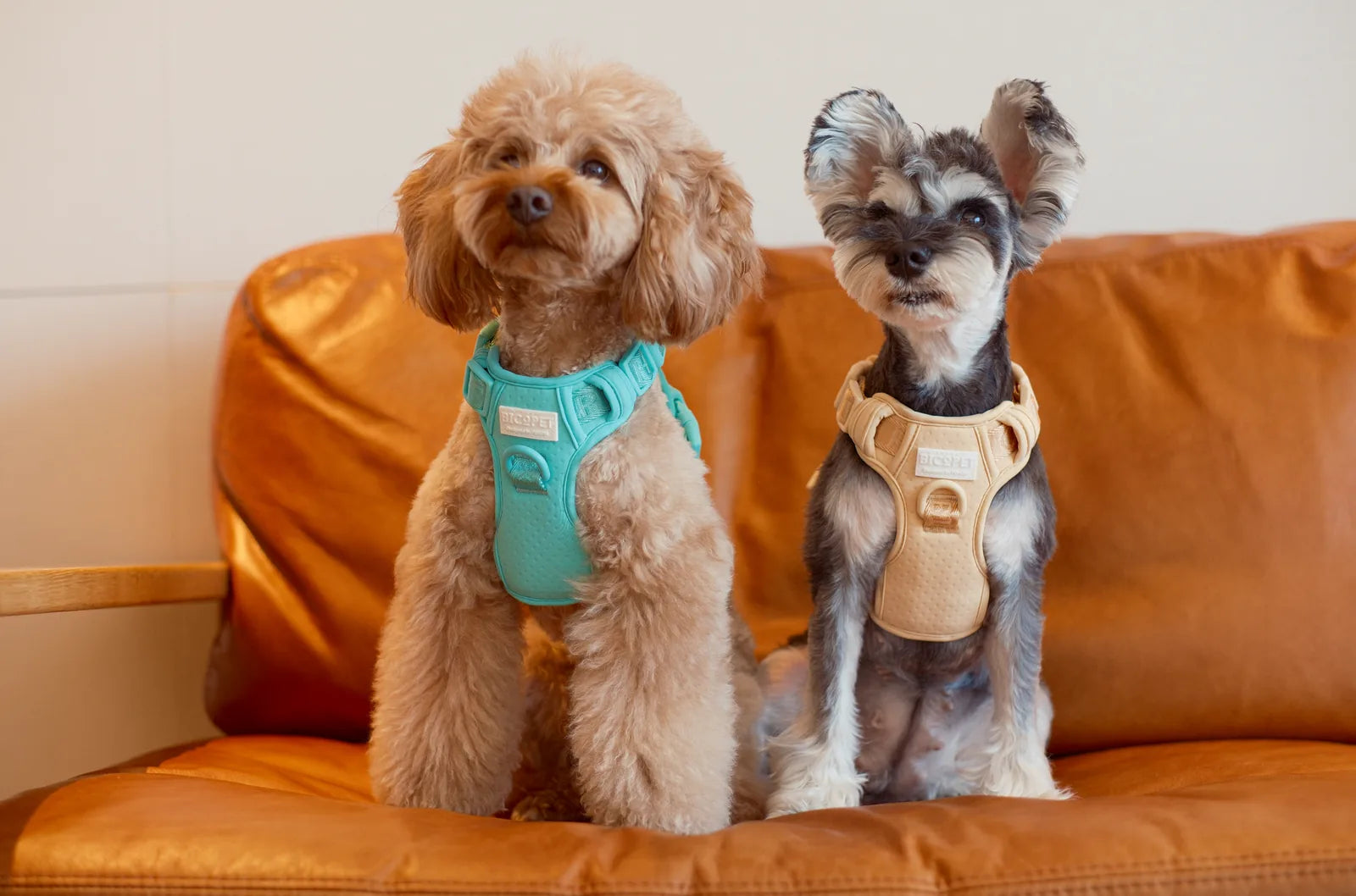 Two dogs sit on a leather couch, one wearing a mint green no-pull harness and the other a beige harness.