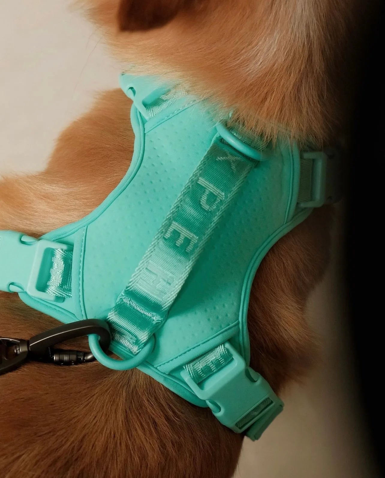 Mint green no-pull dog harness with adjustable buckles, designed for comfort and control during walks.