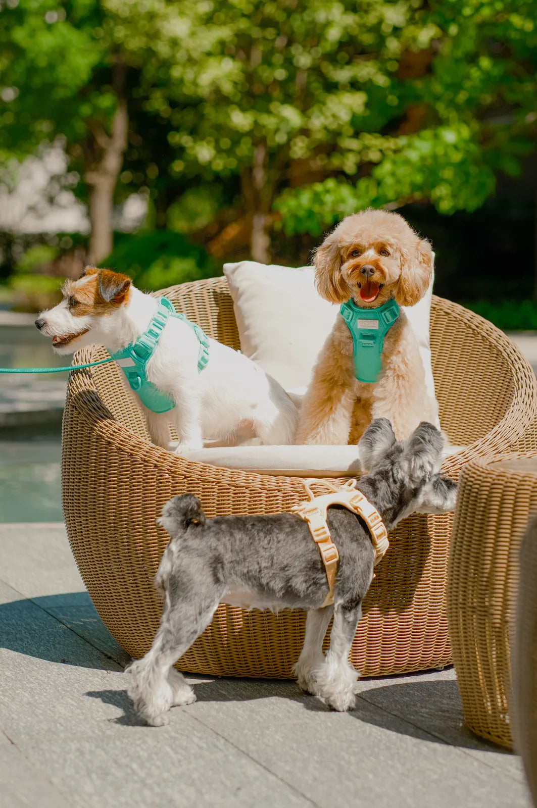 Three dogs in mint green and tan harnesses relax in a cozy wicker chair under sunlight, surrounded by greenery.