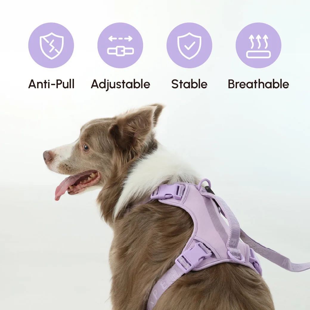 No pull mint purple active harness on a dog, showcasing adjustable features and a reinforced handle for comfort.