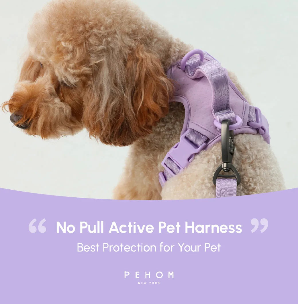 Mint purple dog harness with durable buckles, designed for comfort and control during walks.