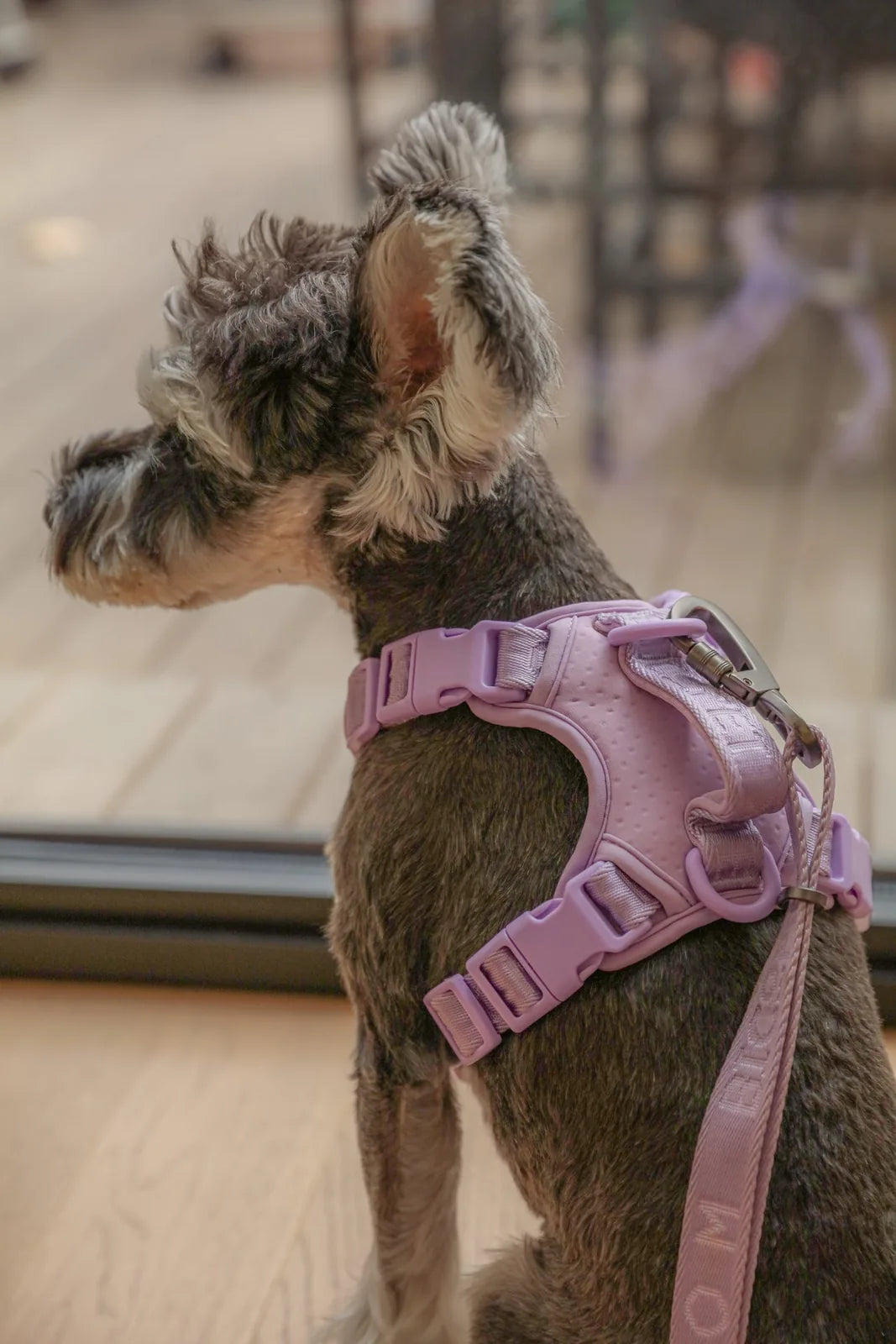 Mint purple no-pull dog harness with durable buckles on a schnauzer, showcasing comfort and control for walks.