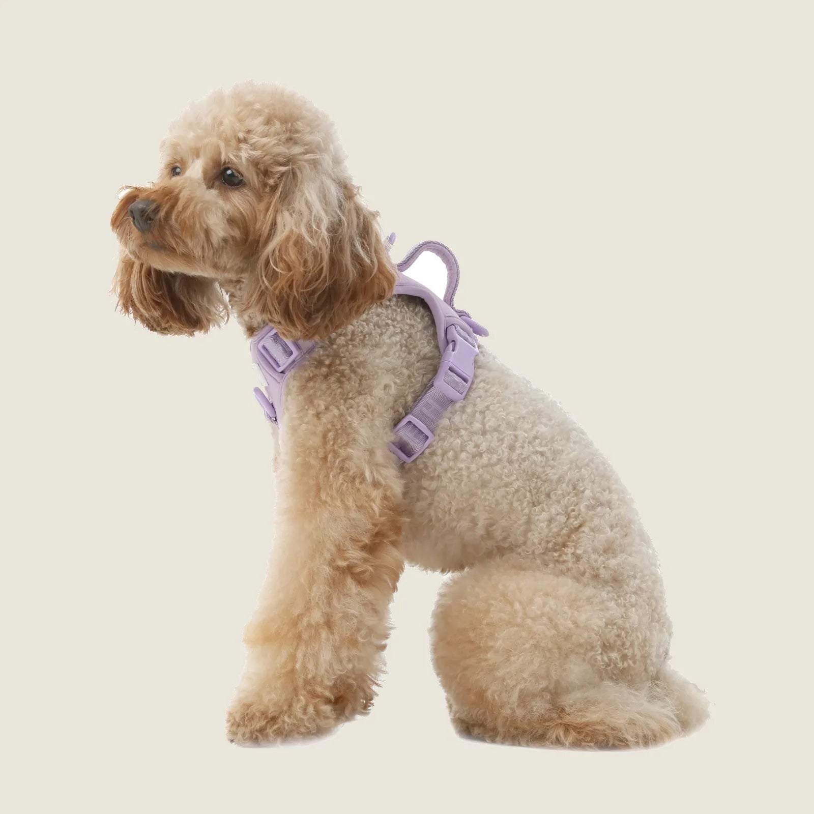 Mint purple dog harness on a curly, light brown dog, showcasing adjustable straps and a reinforced handle.