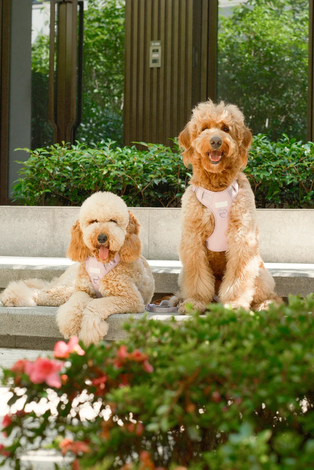 Two happy dogs sit on concrete steps, wearing mint purple no-pull harnesses, surrounded by green foliage and flowers.