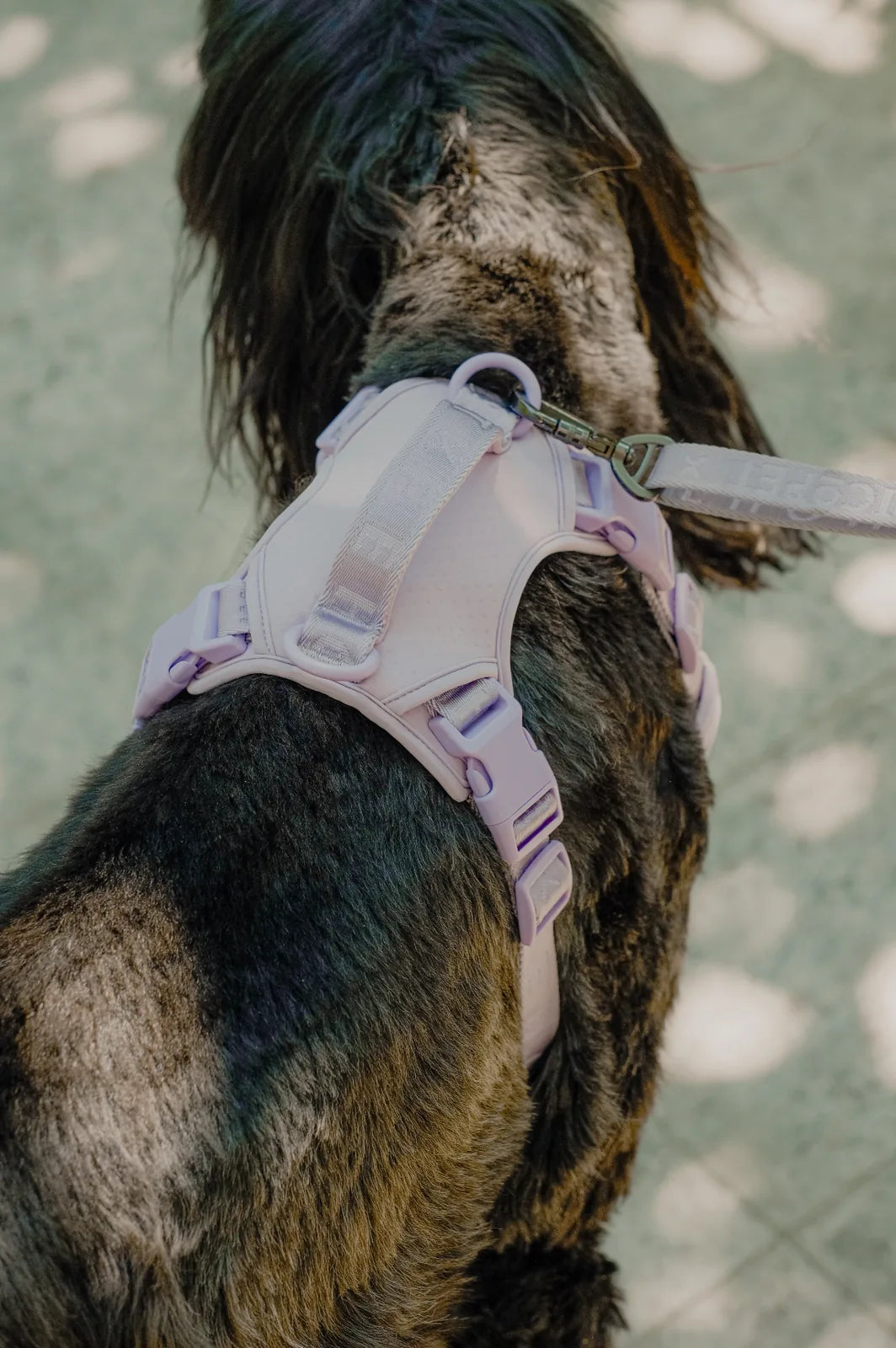 Mint purple no pull active pet harness fitted on a dark-furred dog, showcasing adjustable design and secure buckles.