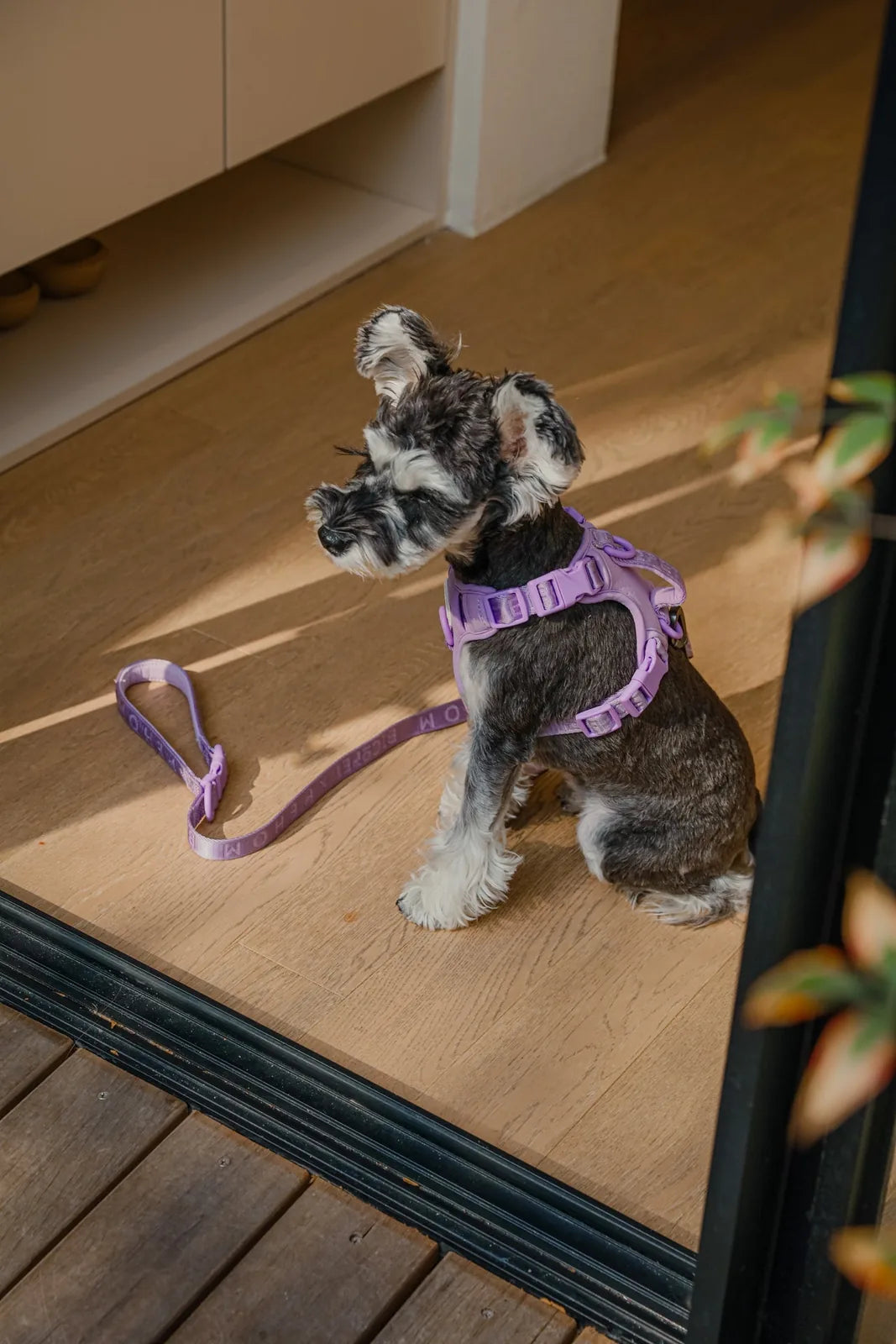 Mint purple no-pull dog harness on a Schnauzer, featuring a matching leash, set against a stylish indoor background.