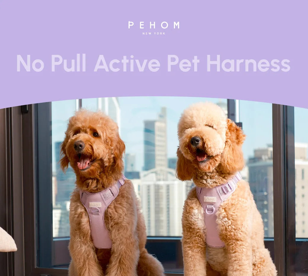 Two happy dogs wearing mint purple no pull harnesses sit beside a window with a city skyline in the background.
