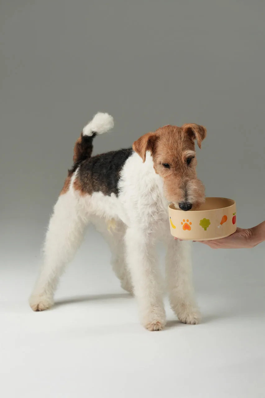 A hand holds a beige Nomnom Bowl with colorful pet-themed graphics, as a dog curiously approaches it.