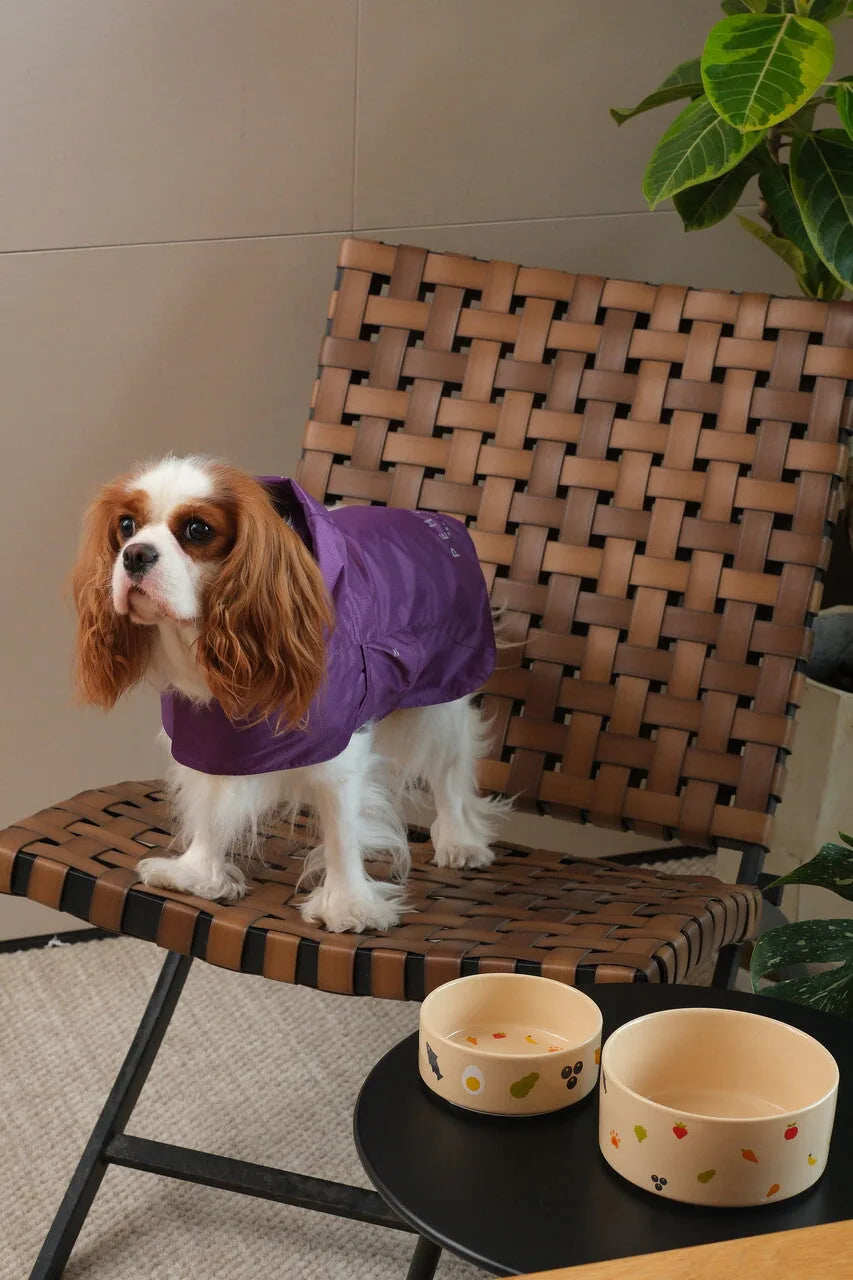 A Cavalier King Charles Spaniel in a purple coat stands on a chair next to two Nomnom Bowls by pehomnyc, featuring colorfu...