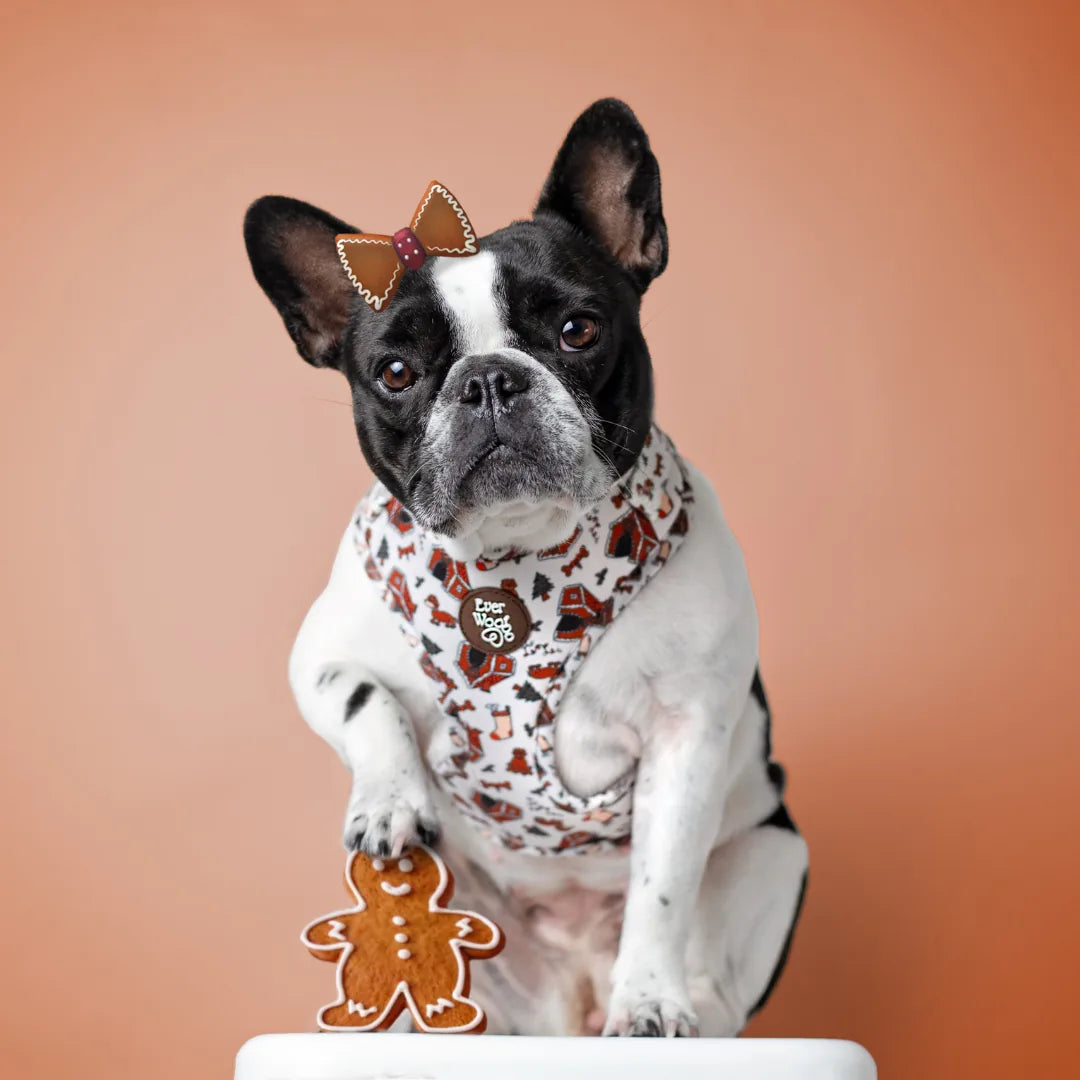Black and white French Bulldog in a patterned harness poses with a gingerbread cookie on a white surface against a peach b...