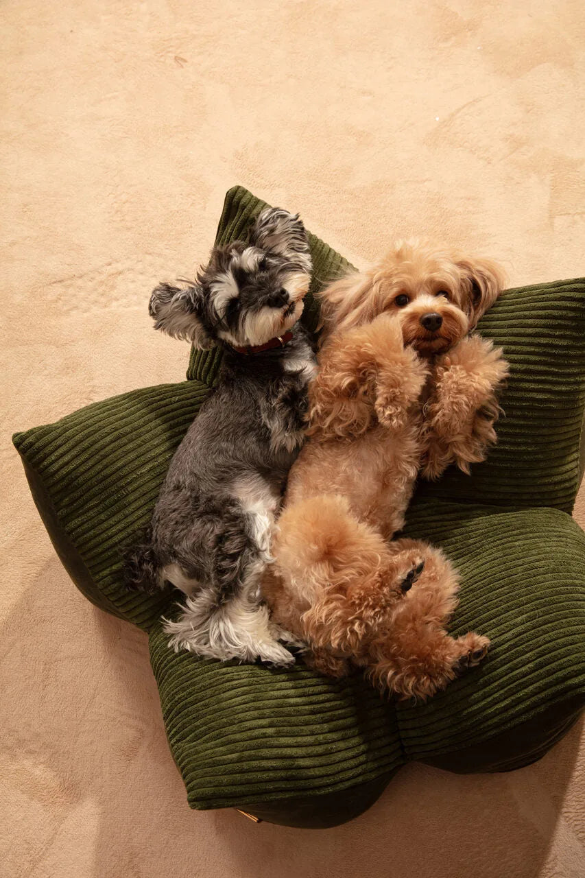 Two dogs, a gray schnauzer and a tan poodle, cuddle together on a rounded olive green pet pillow bed with ribbed texture.