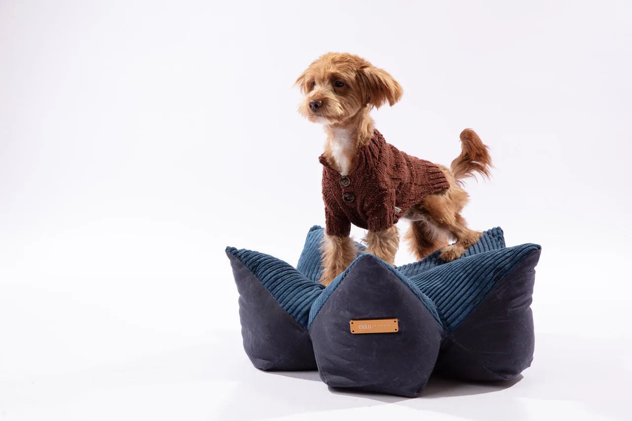 Small dog standing on a navy blue and corduroy pet pillow bed with raised edges, wearing a cozy brown sweater.