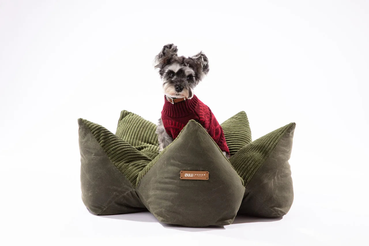 Olive green pet pillow bed with starfish design, featuring raised edges and a small dog in a red sweater sitting atop.
