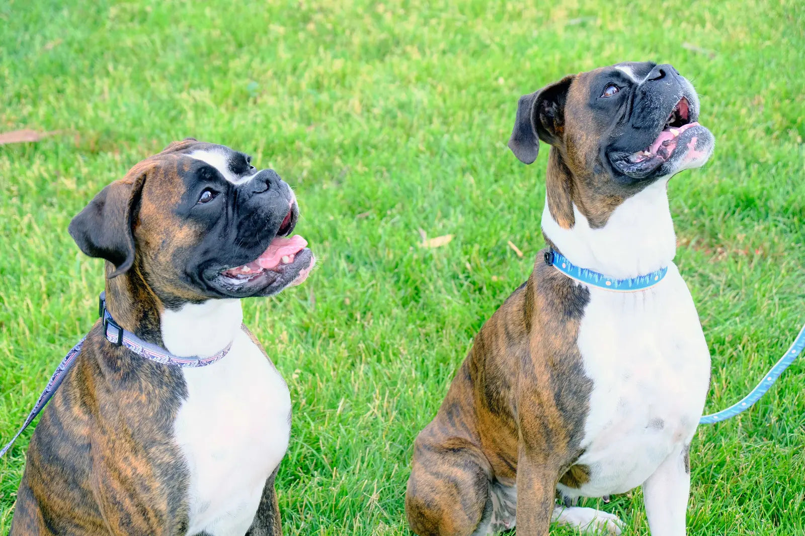 Brindle dogs sitting on green grass, showcasing their attentive expressions with stylish collars and leashes.