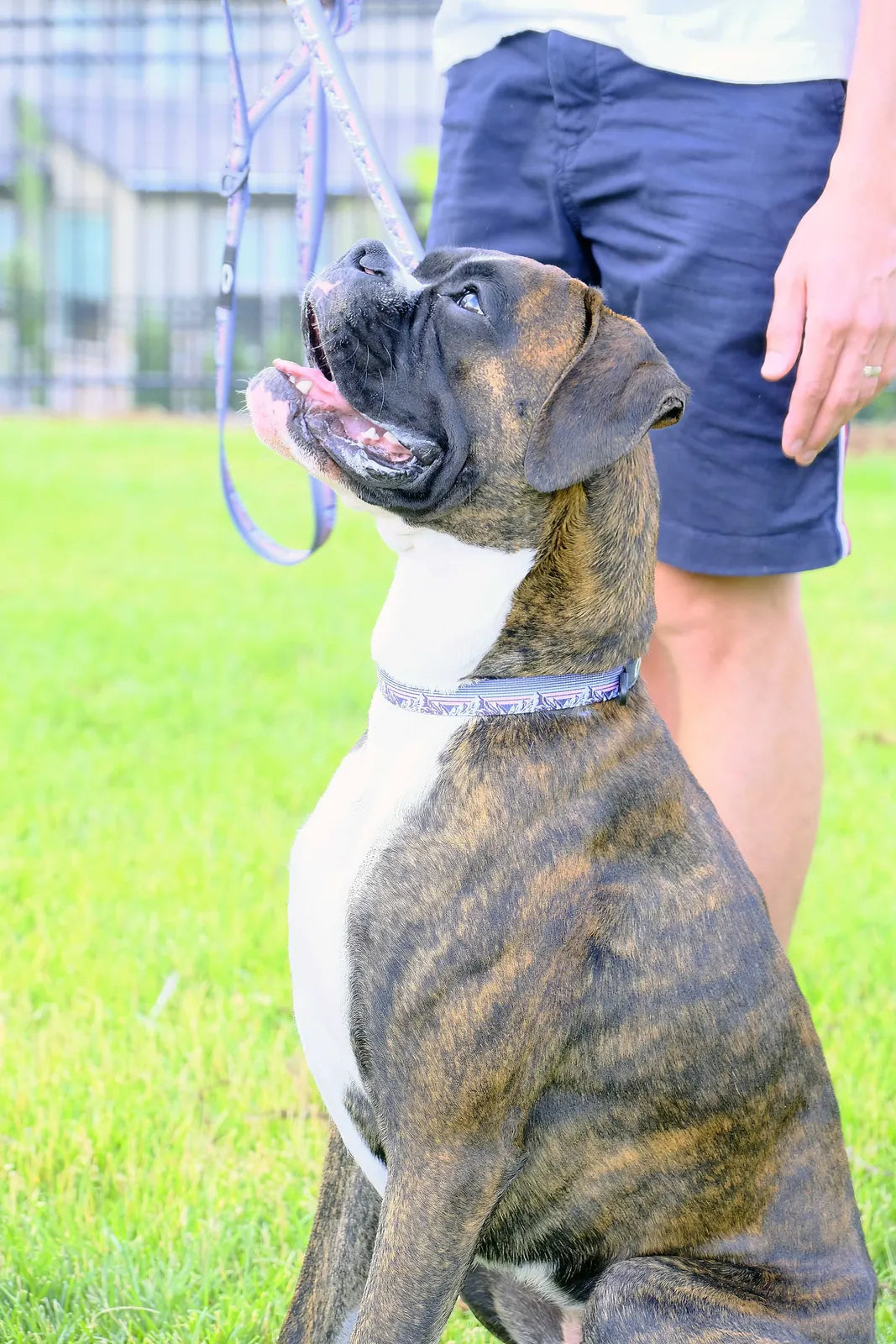 Brindle dog wearing a vibrant mountain sunset nylon collar, sitting attentively on green grass, with a leash attached.