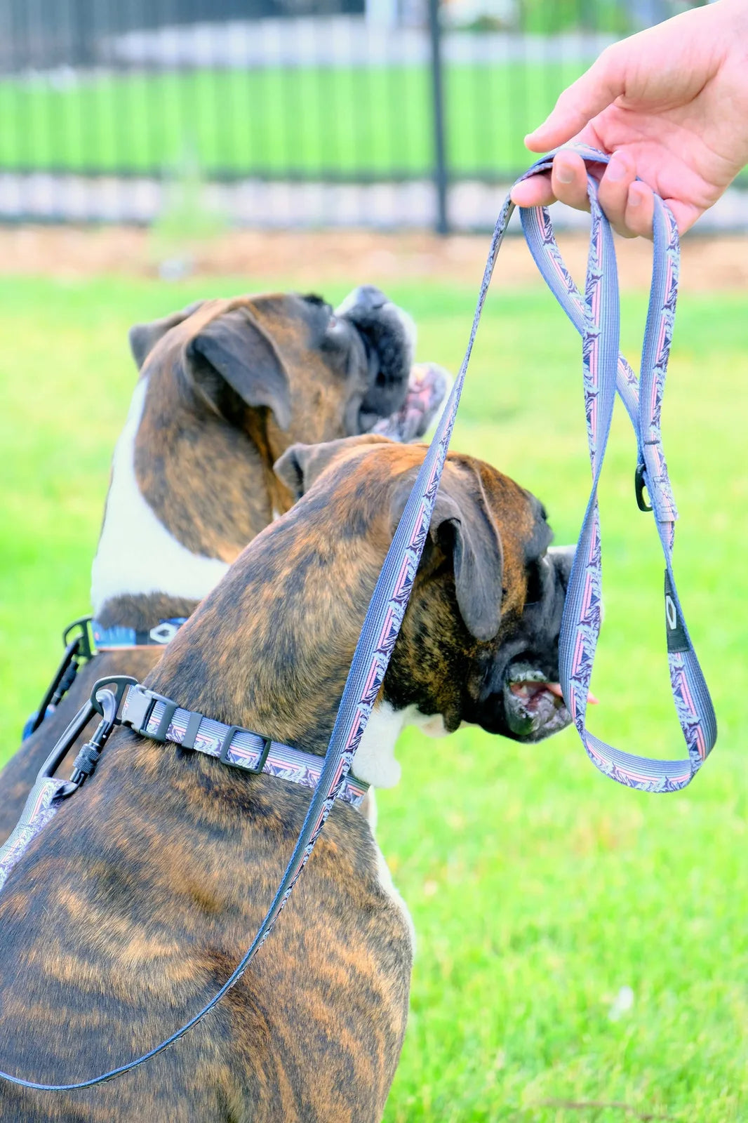 Two brindle dogs wearing a nylon harness, with a hand holding a patterned leash, against a green grass background.