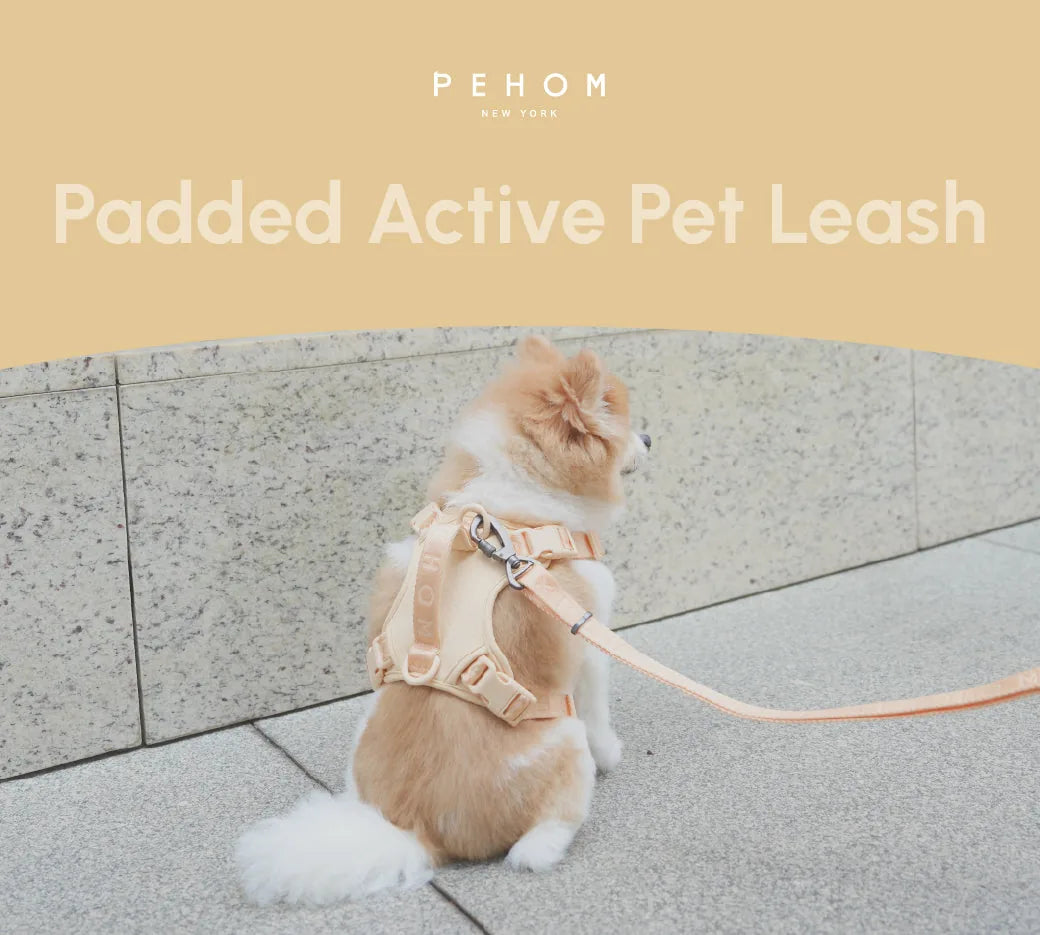 Padded active pet leash in apricot is featured, attached to a fluffy dog in a harness, sitting on a stone surface.