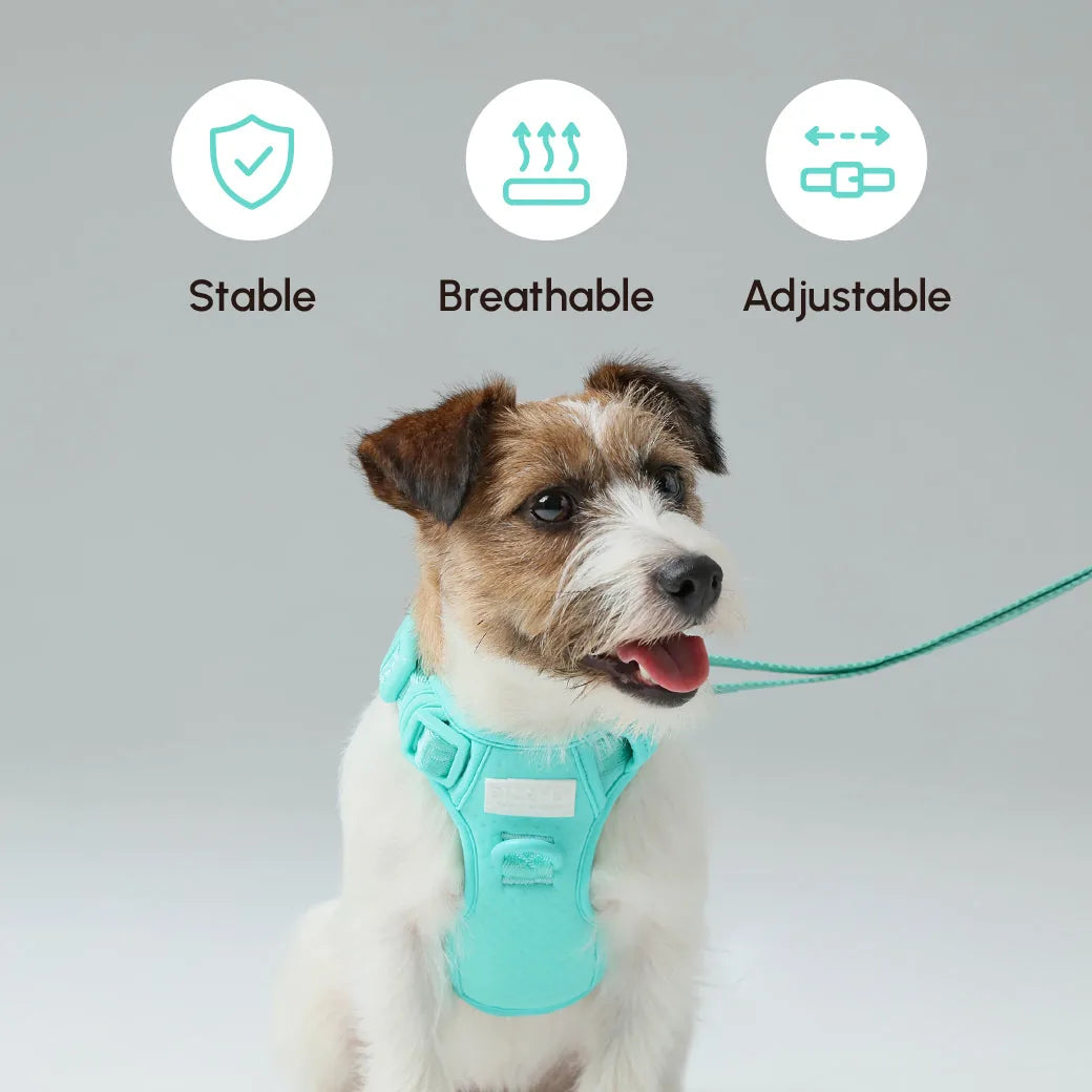 Mint green padded dog leash attached to a happy dog in a breathable harness, showcasing comfort and stability.