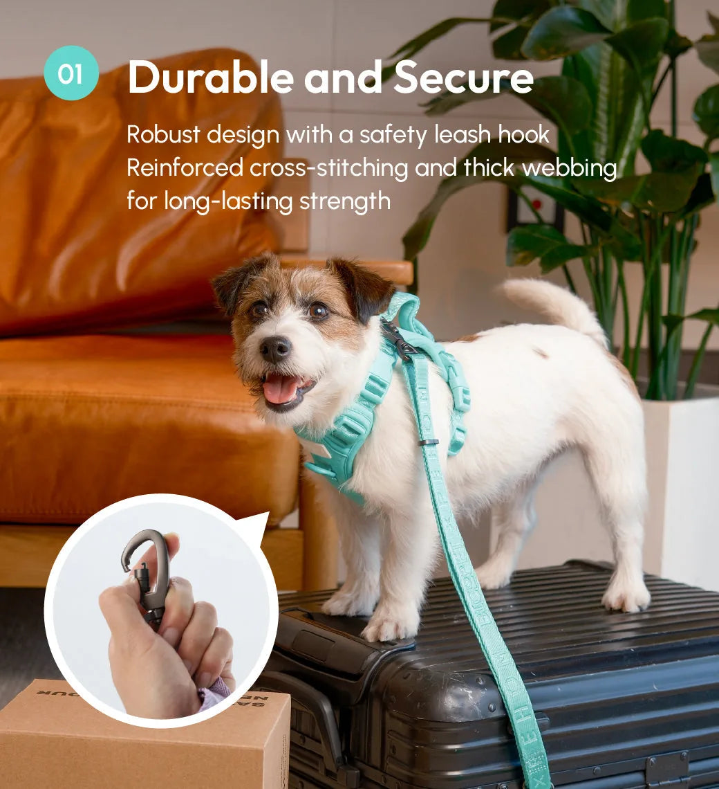 Mint green padded active pet leash secured to a dog, showcasing durable design with a safety hook and thick webbing.