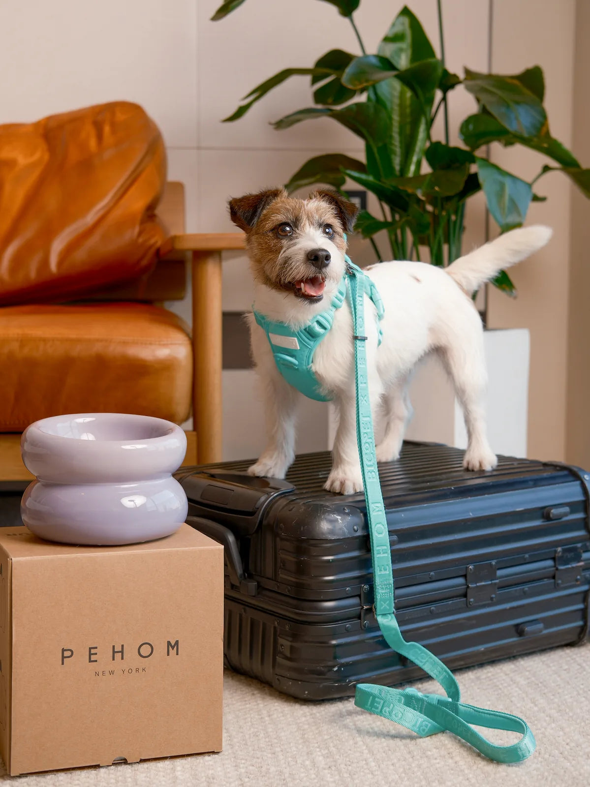 Mint green padded dog leash on a small white dog, standing on a black suitcase, with a cozy leather chair in the background.