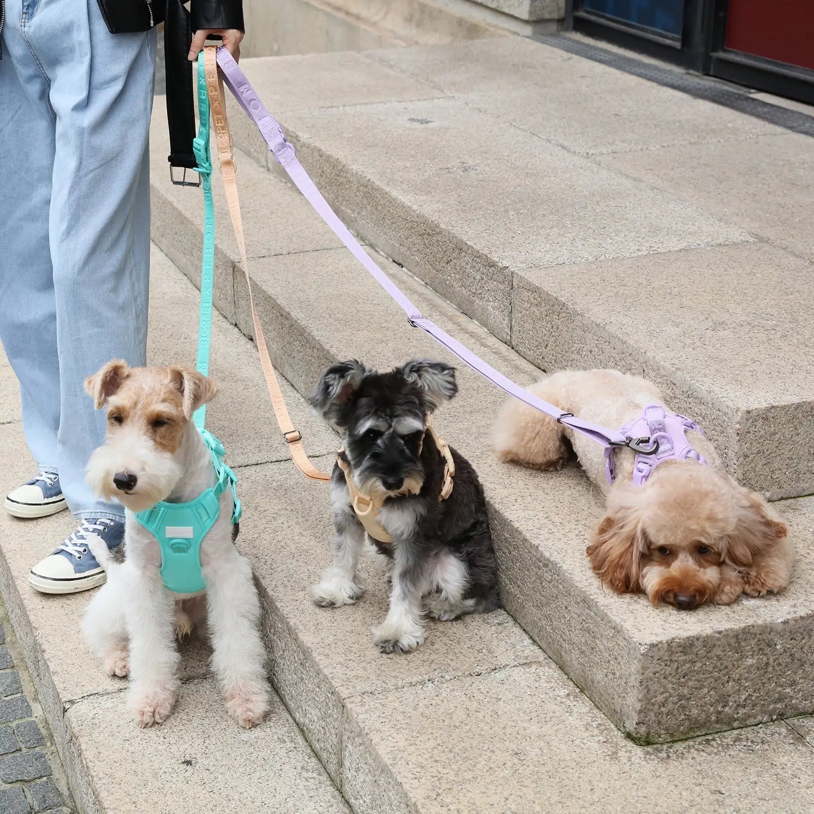 Mint green padded leash held by a person walking three dogs in harnesses on stone steps.