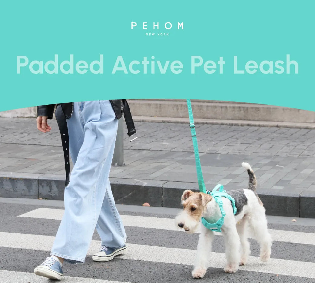 Mint green padded active pet leash attached to a dog, being walked on a crosswalk by a person in light blue jeans.
