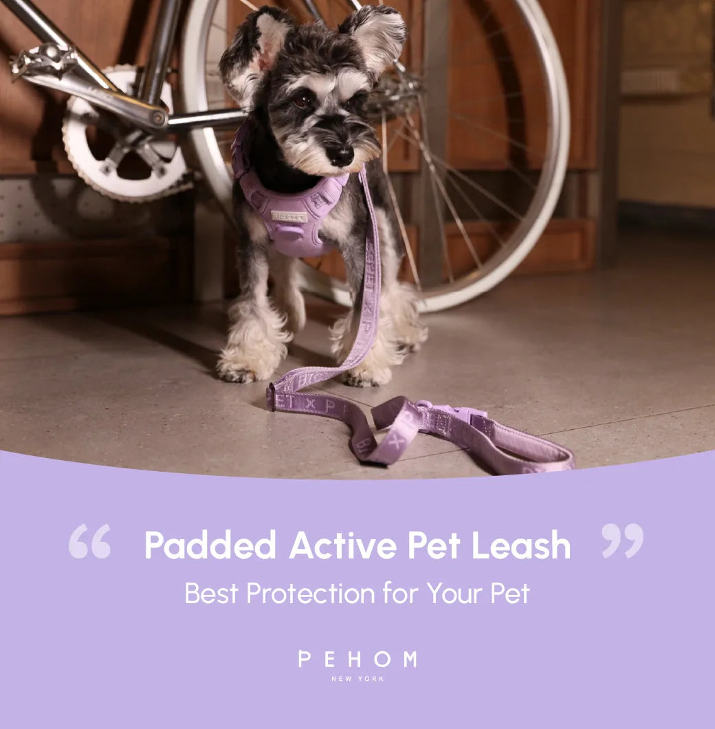 Mint purple padded dog leash displayed next to a stylish dog wearing a matching harness, suitable for walks and active pets.